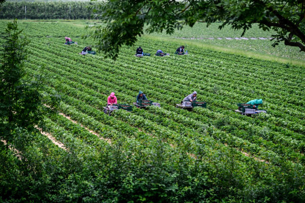 Germany Europe RGB Produce