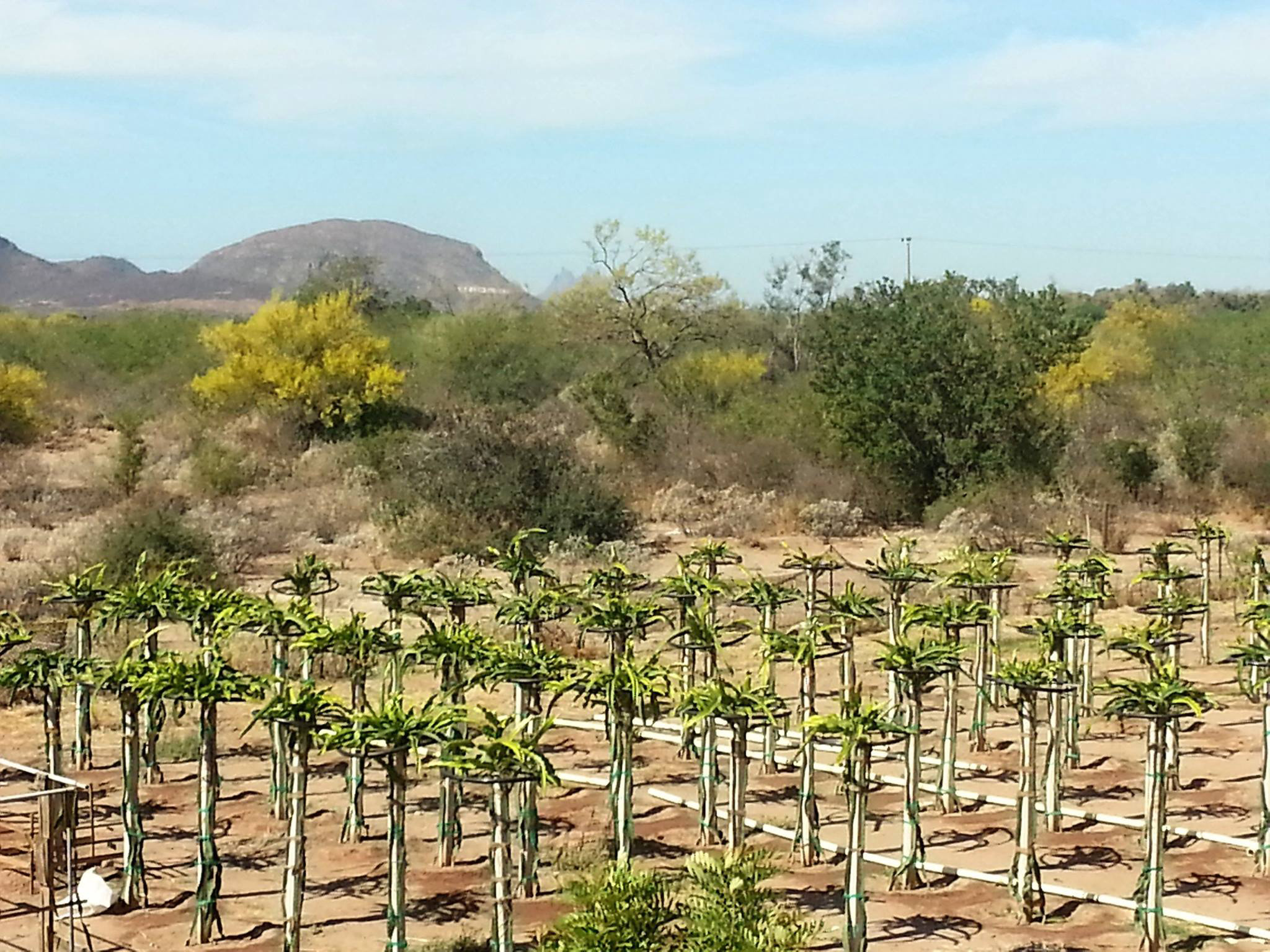 Mexico North America RGB Produce